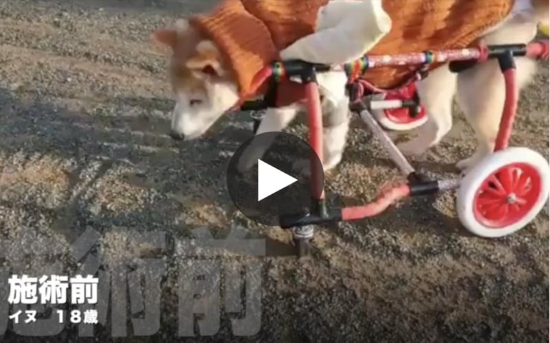 柴犬 18歳(福岡) 2022年2月